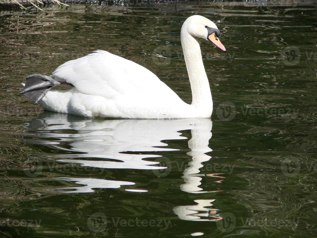 Beautiful Swan on a Crystal Clear blue river reflection photo