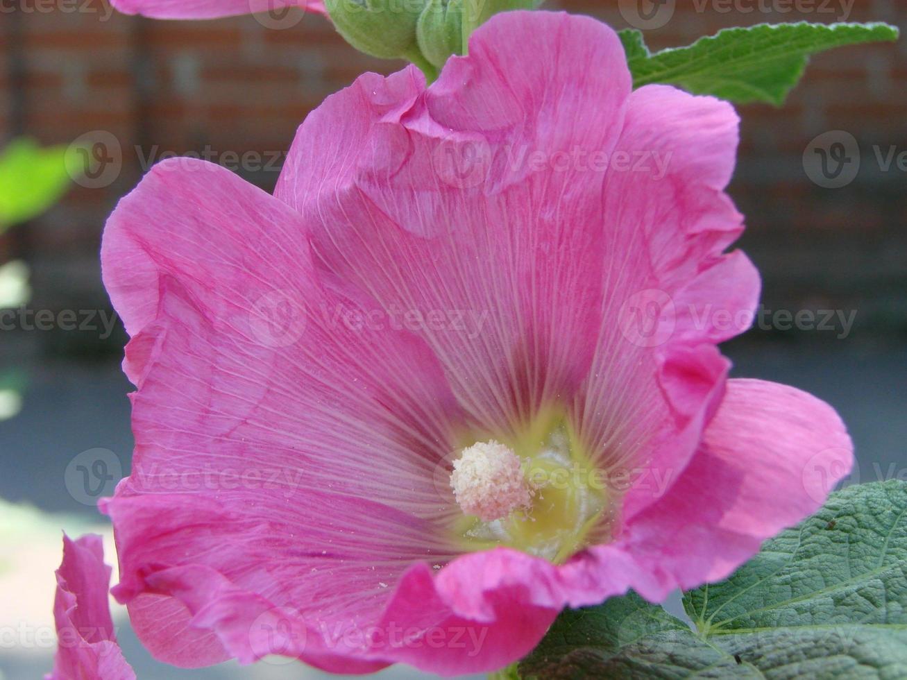 Pink malva Silvestris. Mallow. blooming musk mallowin summer photo