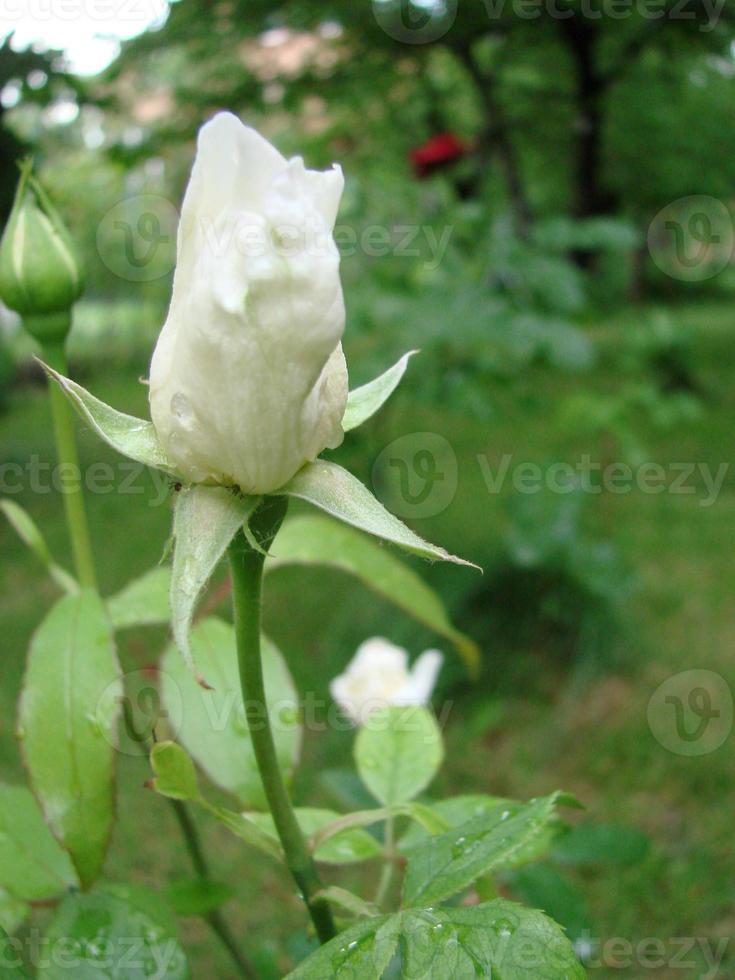 Bud, flower of white varietal rose on the background of green grass in the garden, spring, summer, holiday, photo