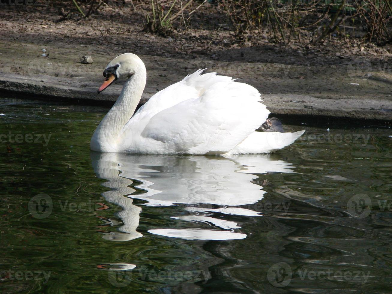 hermoso cisne en un reflejo de río azul cristalino foto