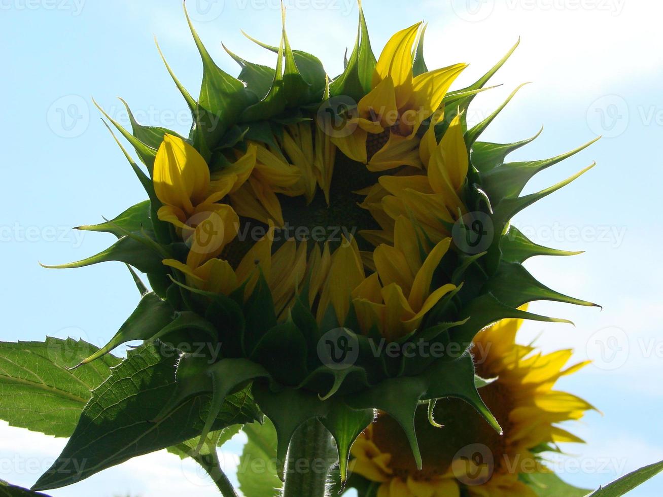 Honey Bee pollinating sunflower. Bee produces honey on a flower. Close-up shot of bee collect nectar on sunflower photo
