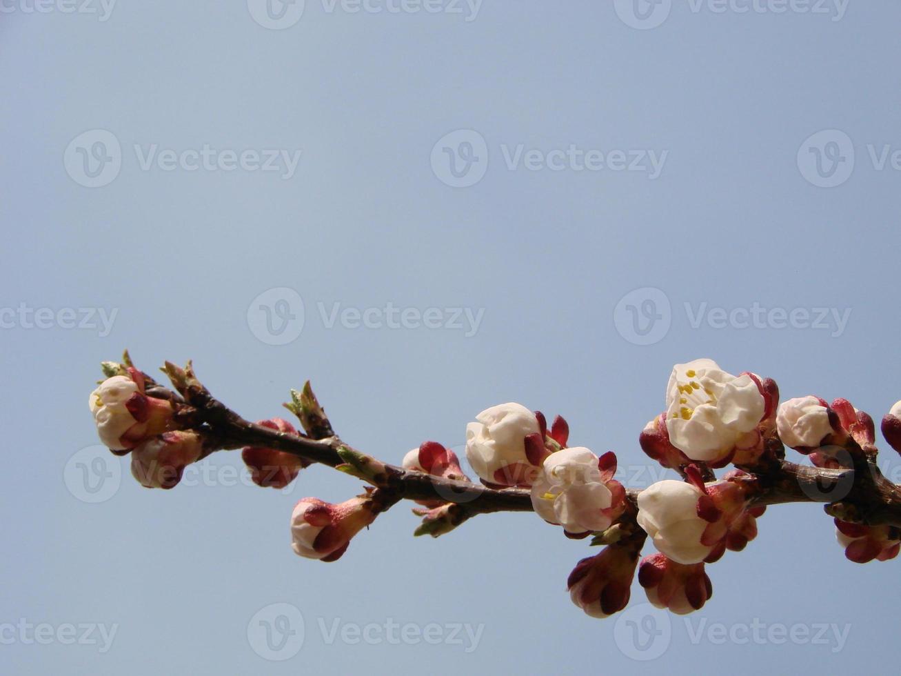 fondo de flor de primavera. hermosa escena natural con árboles florecientes y destellos solares. día soleado. Flores de primavera. foto