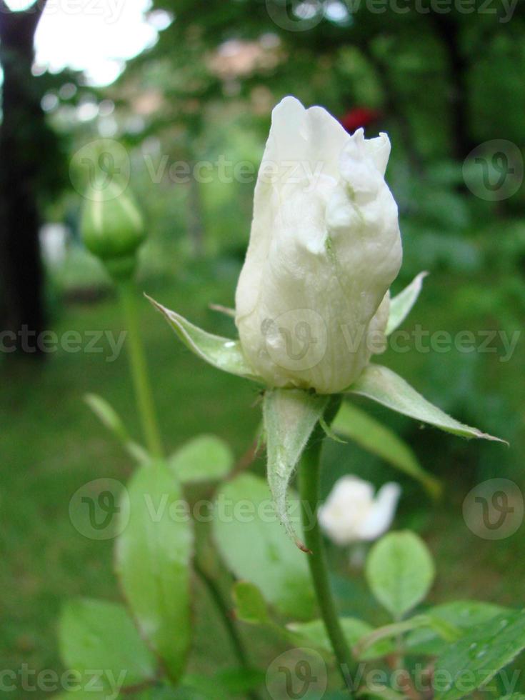 Bud, flower of white varietal rose on the background of green grass in the garden, spring, summer, holiday, photo