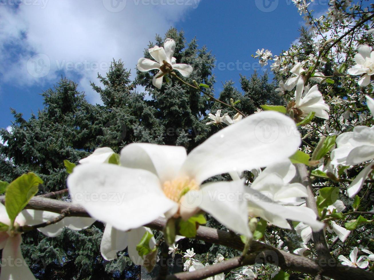 White magnolia flower against the sky close-up photo