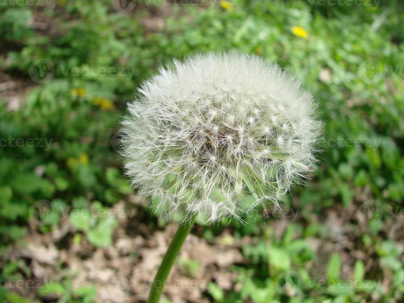 Dandelion seeds in the morning sunlight blowing away across a fresh green photo