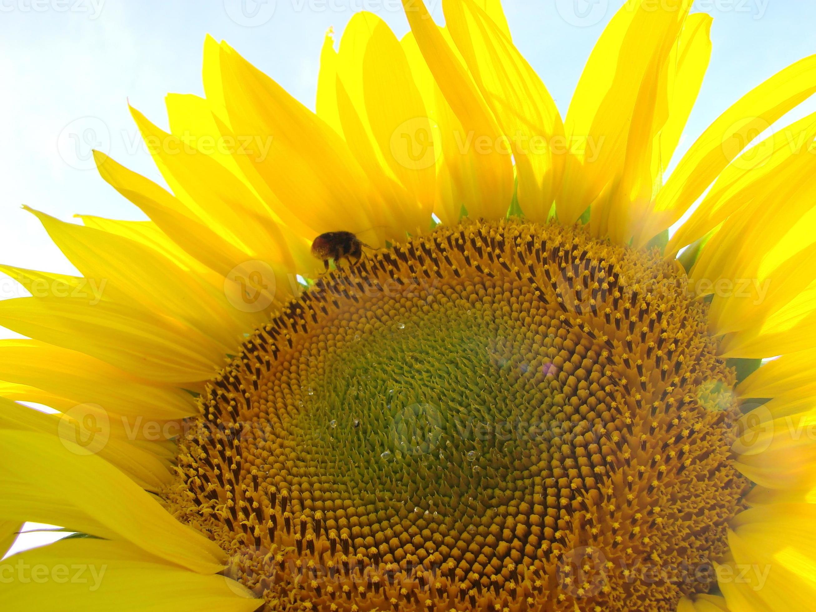 Honey Bee pollinating sunflower. Bee produces honey on a flower. Closeup shot of bee collect