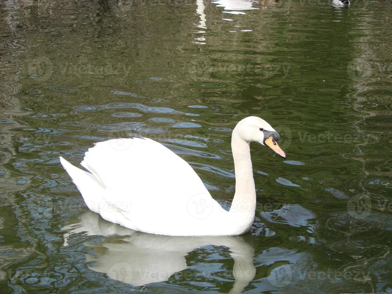 White swan in the foggy lake at the dawn. Morning lights. Romantic background. Beautiful swan. Cygnus. photo