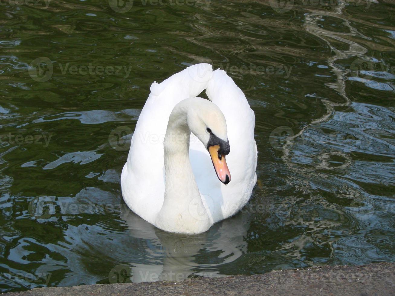 White swan in the foggy lake at the dawn. Morning lights. Romantic background. Beautiful swan. Cygnus. photo