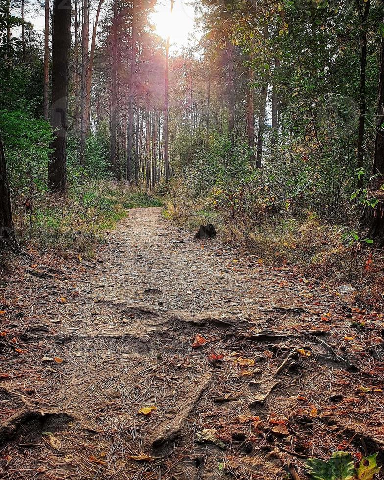 Forest road photo