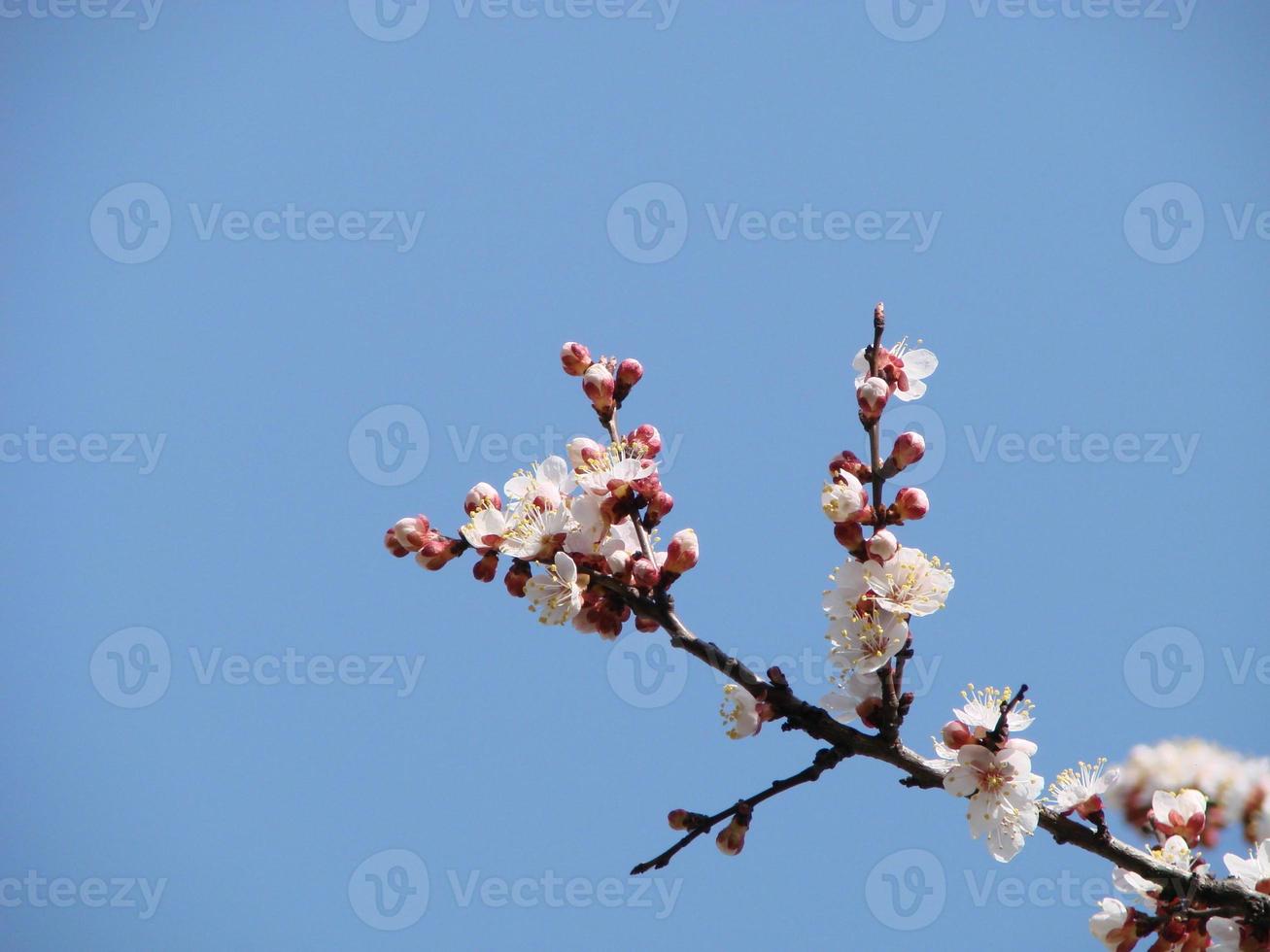 Spring blossom background. Beautiful nature scene with blooming tree and sun flare. Sunny day. Spring flowers. photo