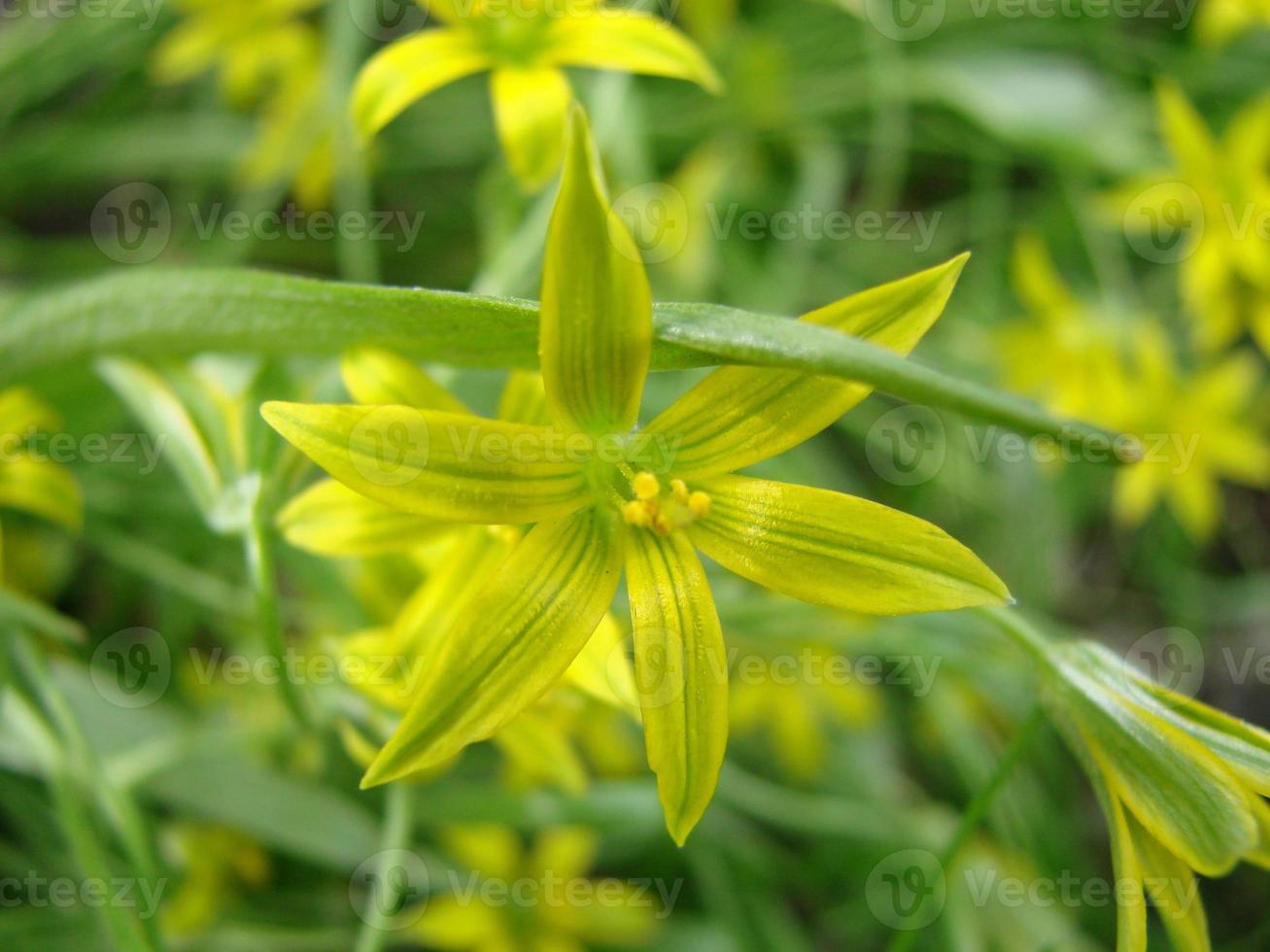 pequeñas flores de gagea lutea o primer plano de cebollas de ganso. la primavera amarilla de la estrella de Belén florece en un día soleado. foto