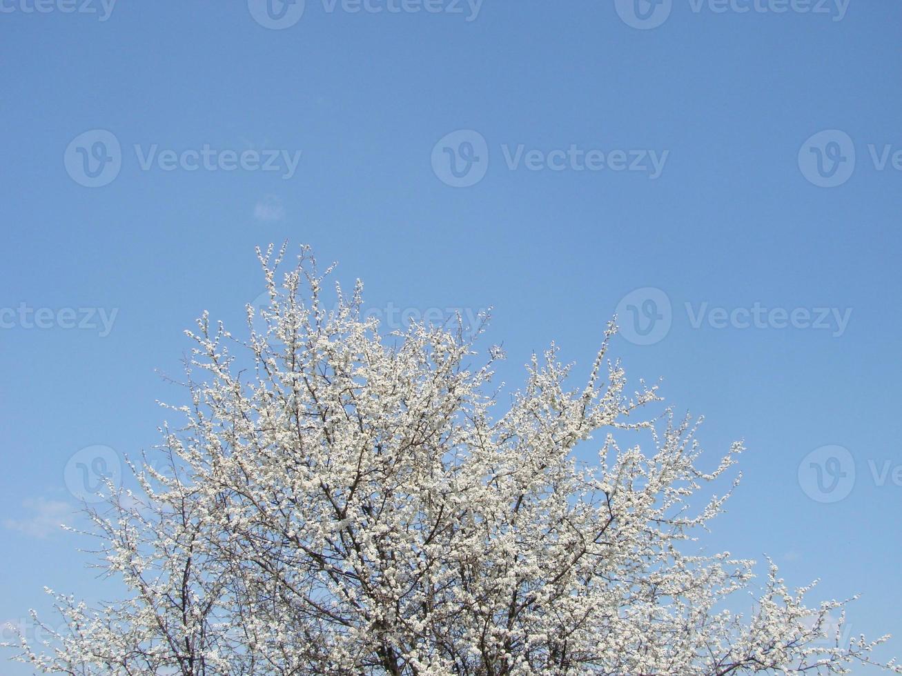 Spring blossom background. Beautiful nature scene with blooming tree and sun flare. Sunny day. Spring flowers. photo