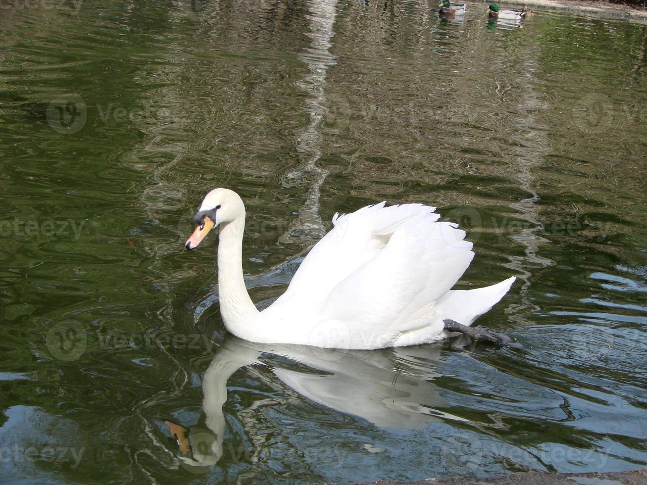 White swan in the foggy lake at the dawn. Morning lights. Romantic background. Beautiful swan. Cygnus. photo