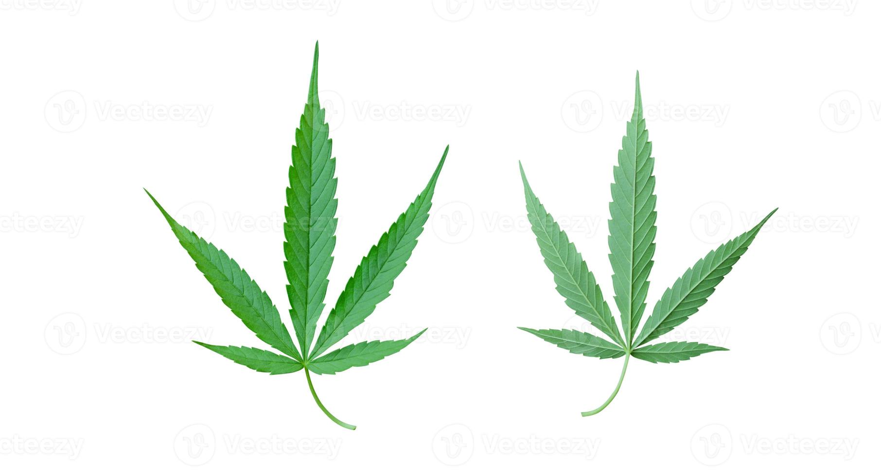 hoja de cannabis aislada en un fondo blanco foto
