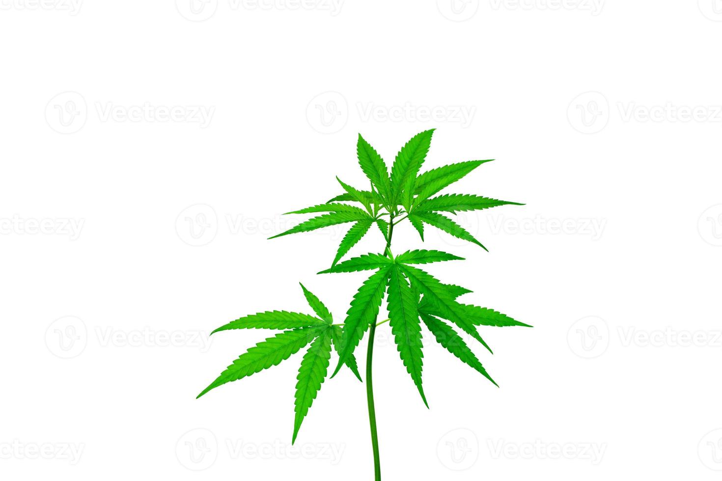 planta de cannabis aislada en un fondo blanco foto