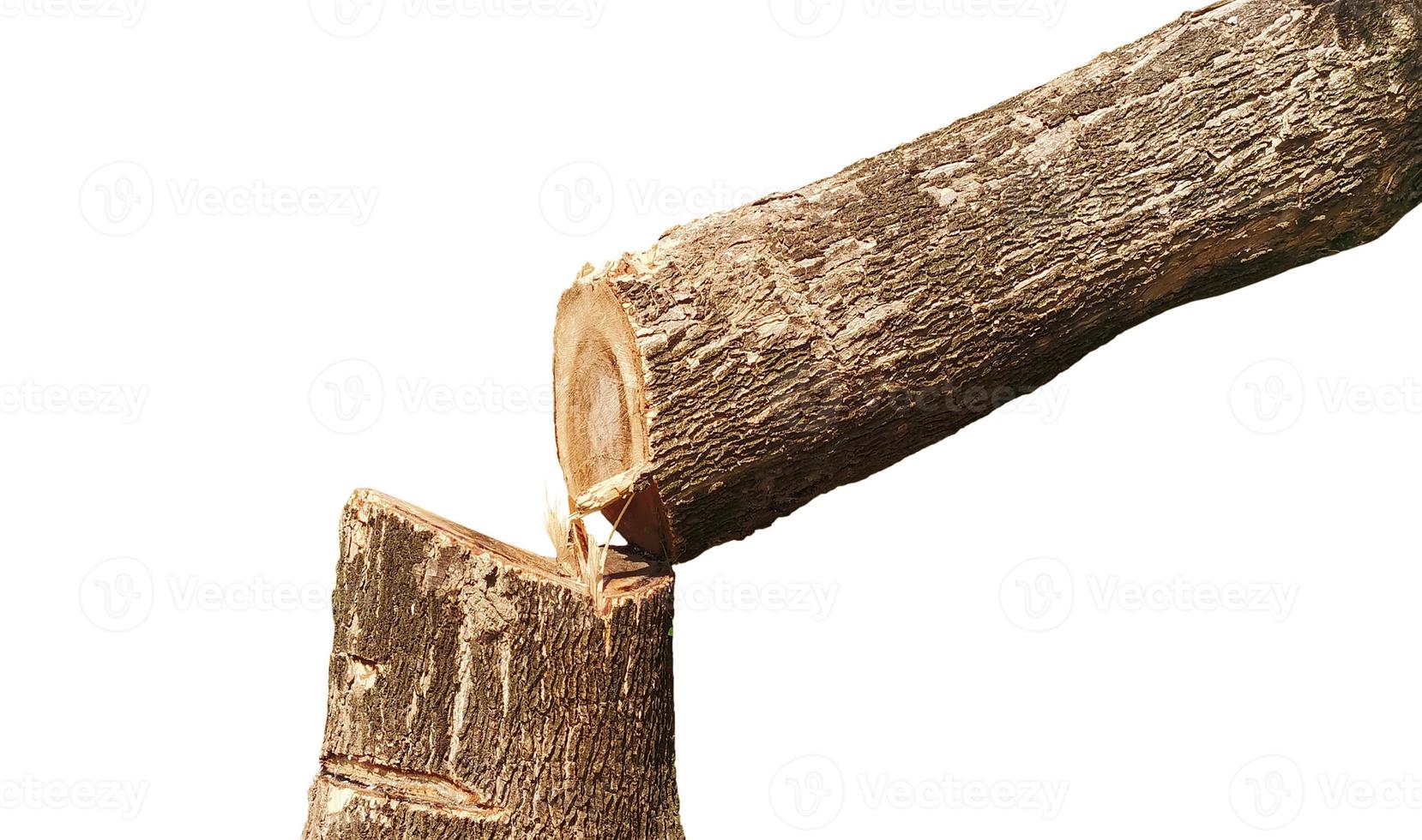 The tree is broken from the tree. From the cutting of the lase Separate from the white floor photo