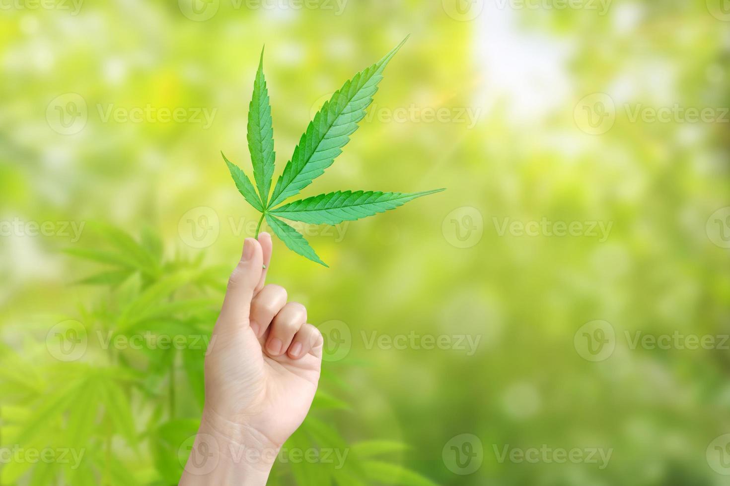 One hand holds a cannabis leaf on a blurred green background. Marijuana leaves. Medical marijuana. photo