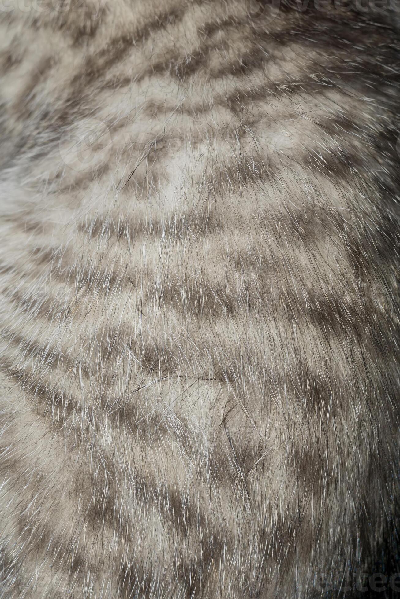 Striped Tabby Cat Fur Macro 11829887 Stock Photo at Vecteezy