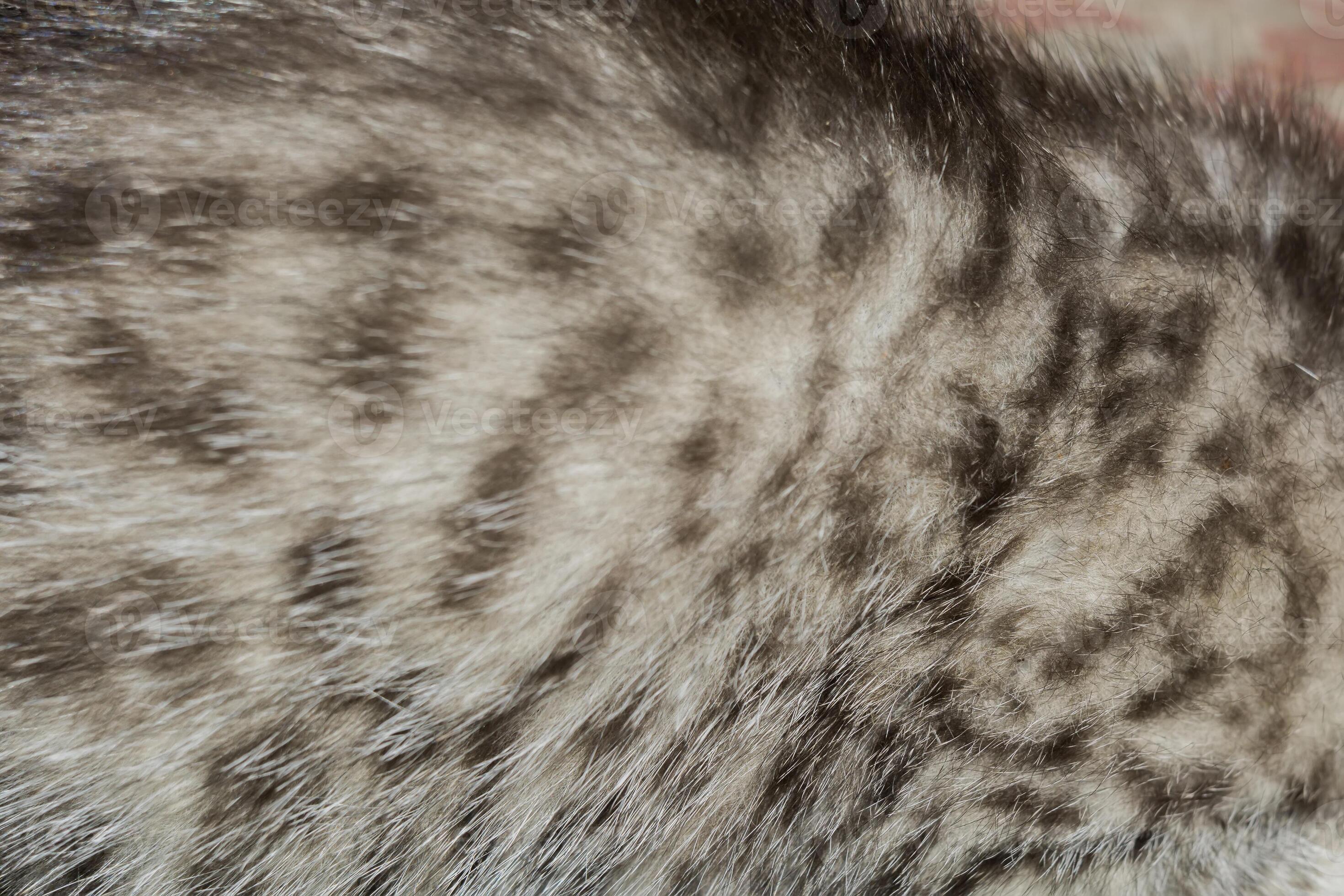 Striped Tabby Cat Fur Macro 11829890 Stock Photo at Vecteezy