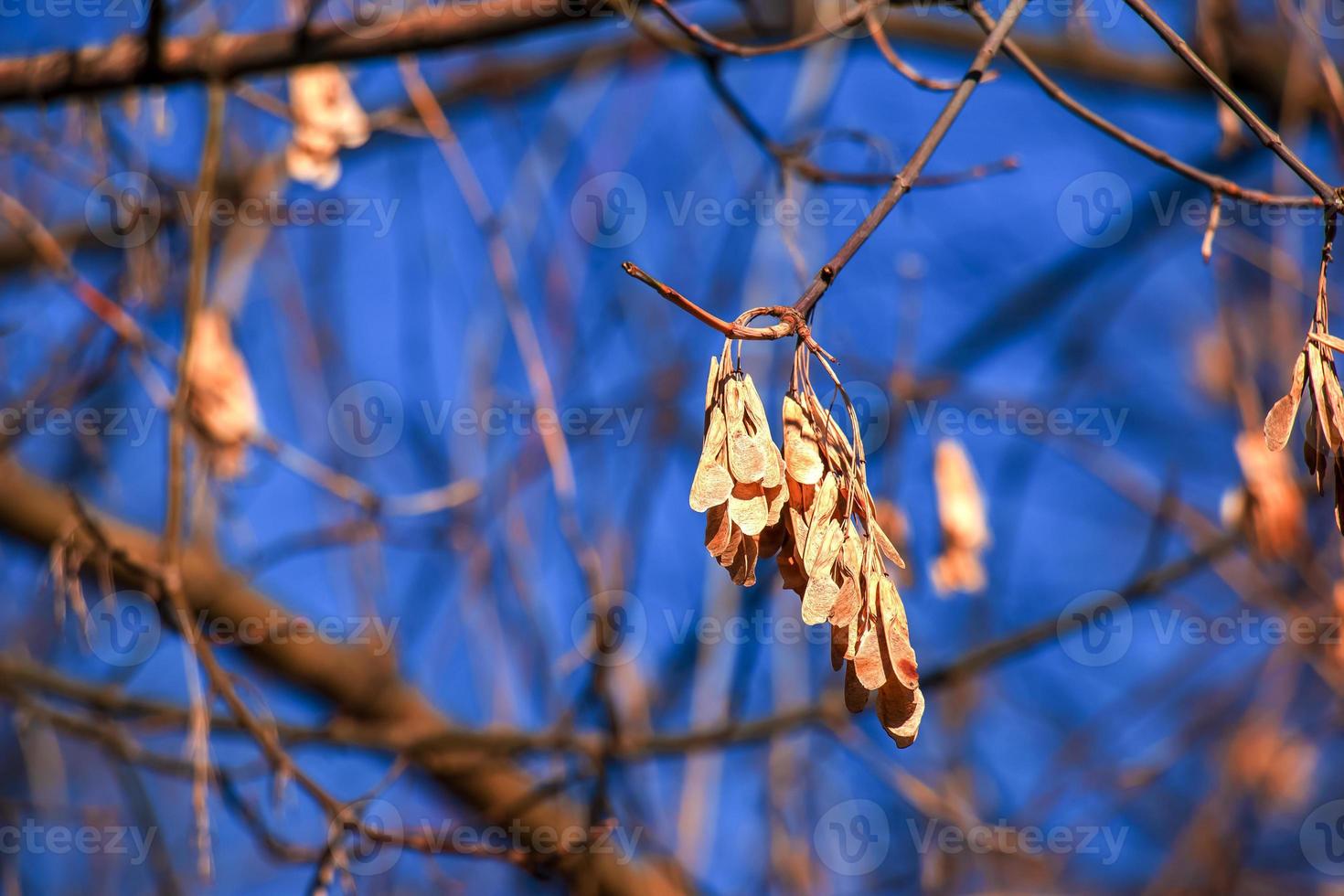 Amur maple branches with dry seeds and buds against blue sky - Latin name - Acer tataricum subsp. Ginnala photo