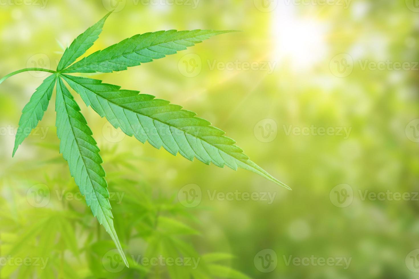 cannabis leaf isolated on blurred green background photo