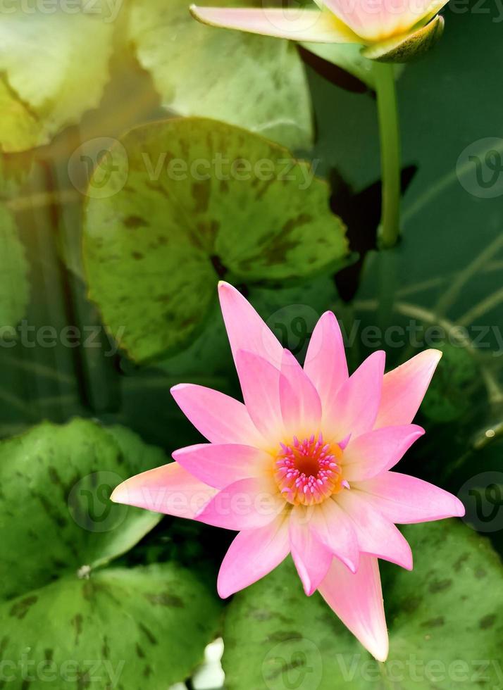 Beautiful pink waterlily or lotus flower in pond. photo