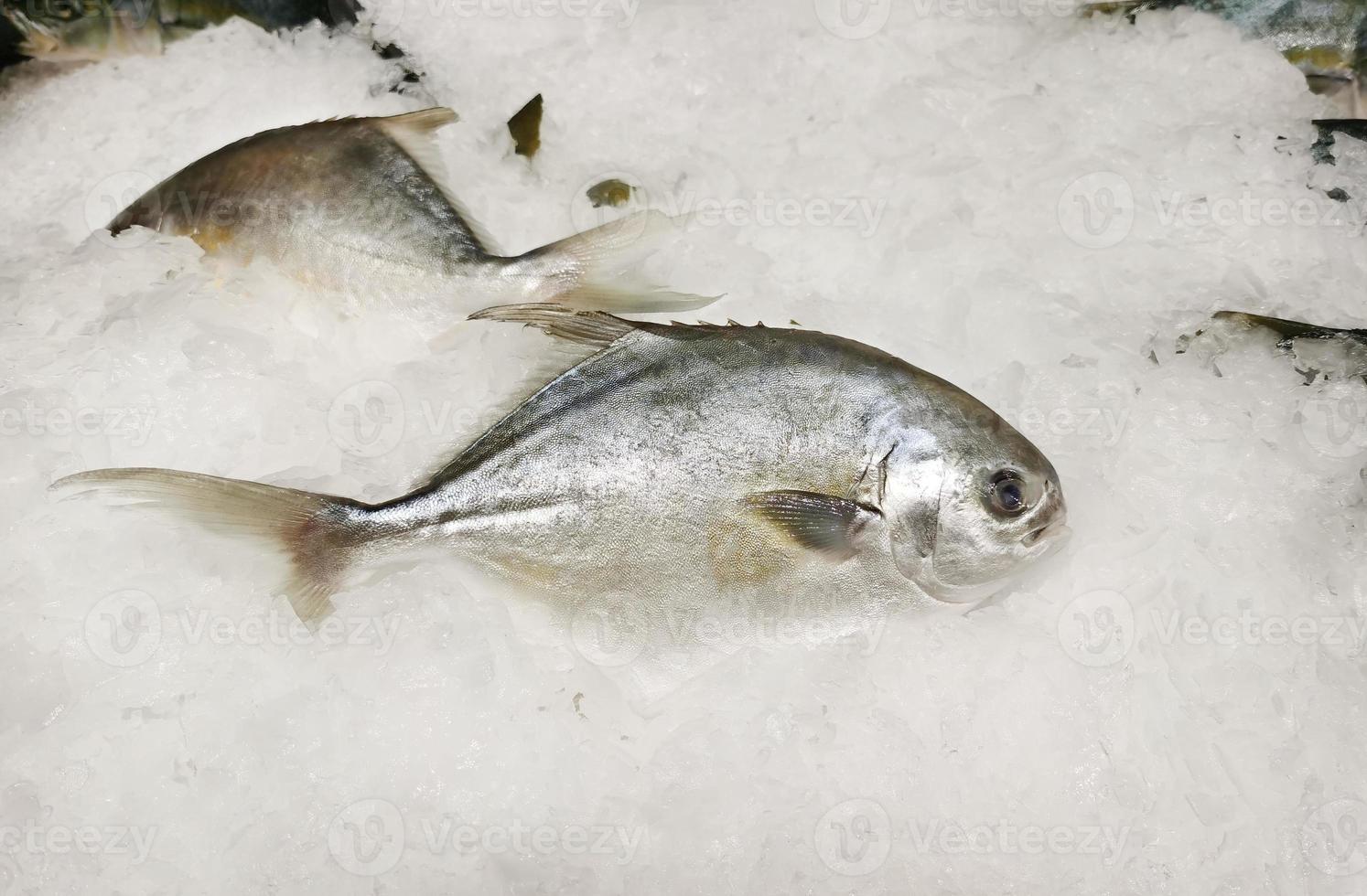 resh raw gold pomfret or frozen stingray on ice photo