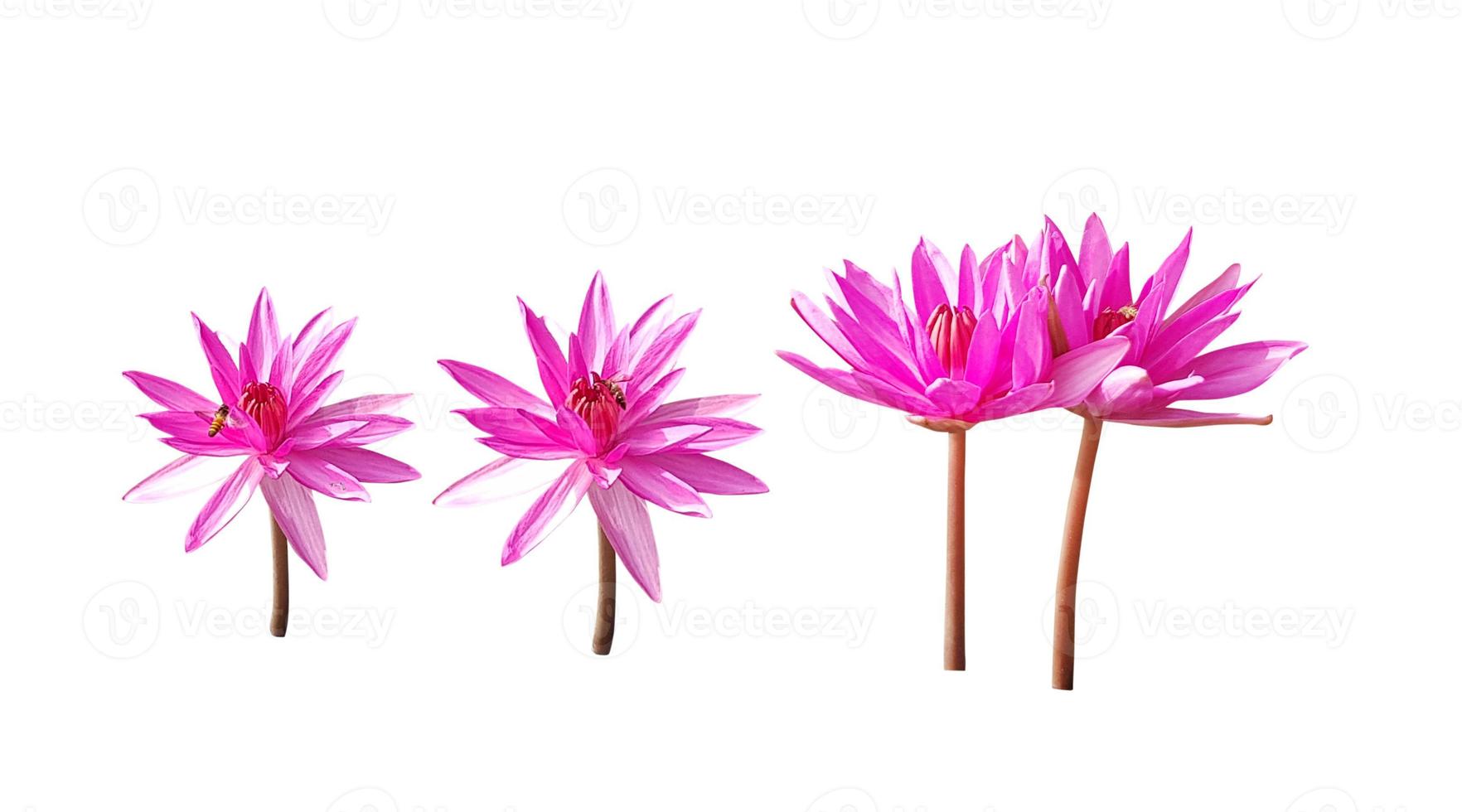 Lotus flower isolated on white background photo