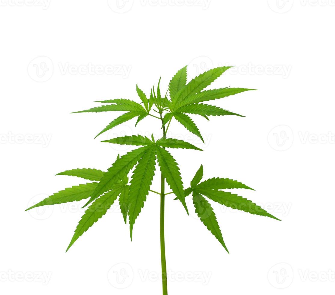 cannabis plant isolated on a white background photo