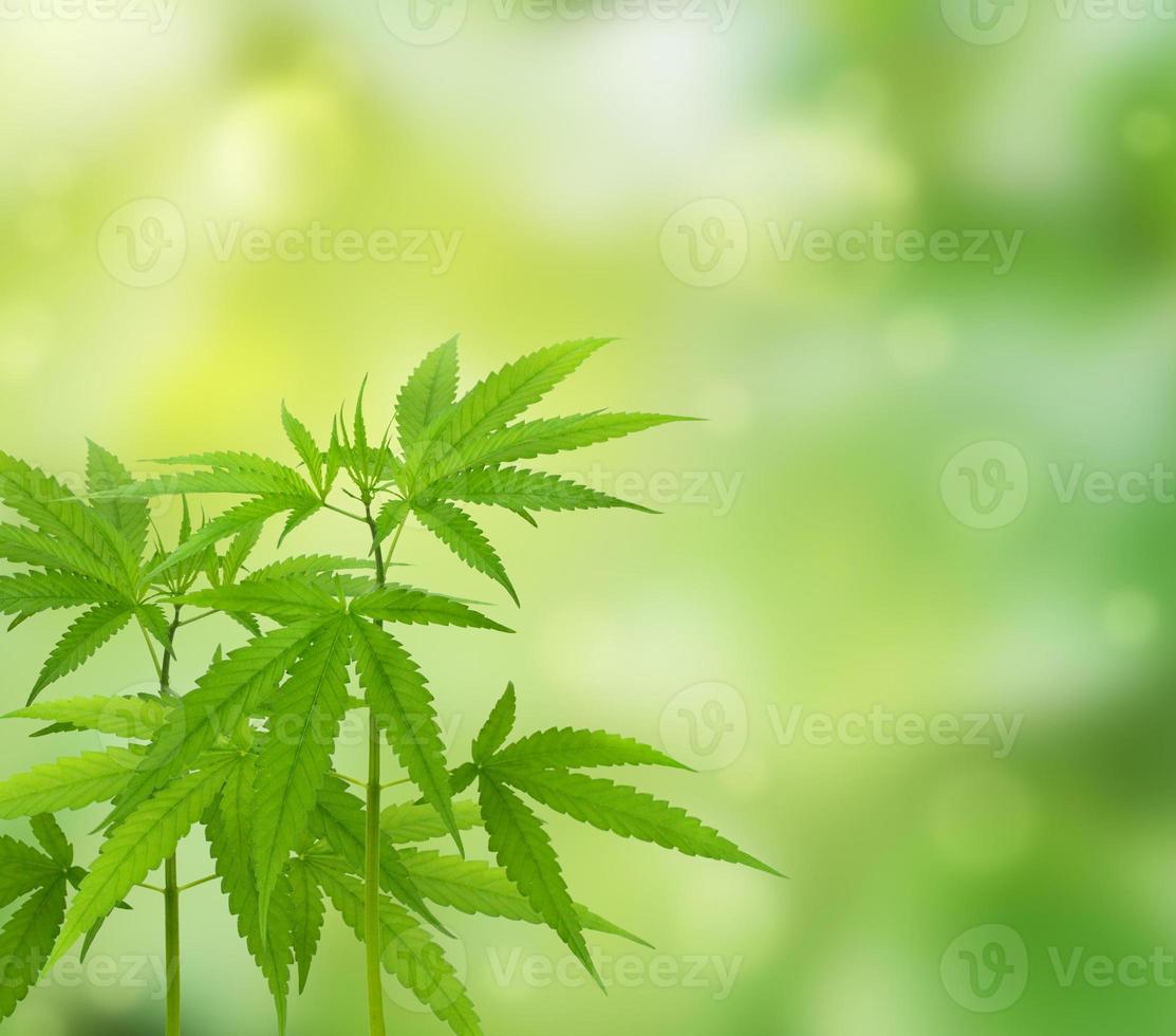 cannabis plant isolated on blurred green background photo