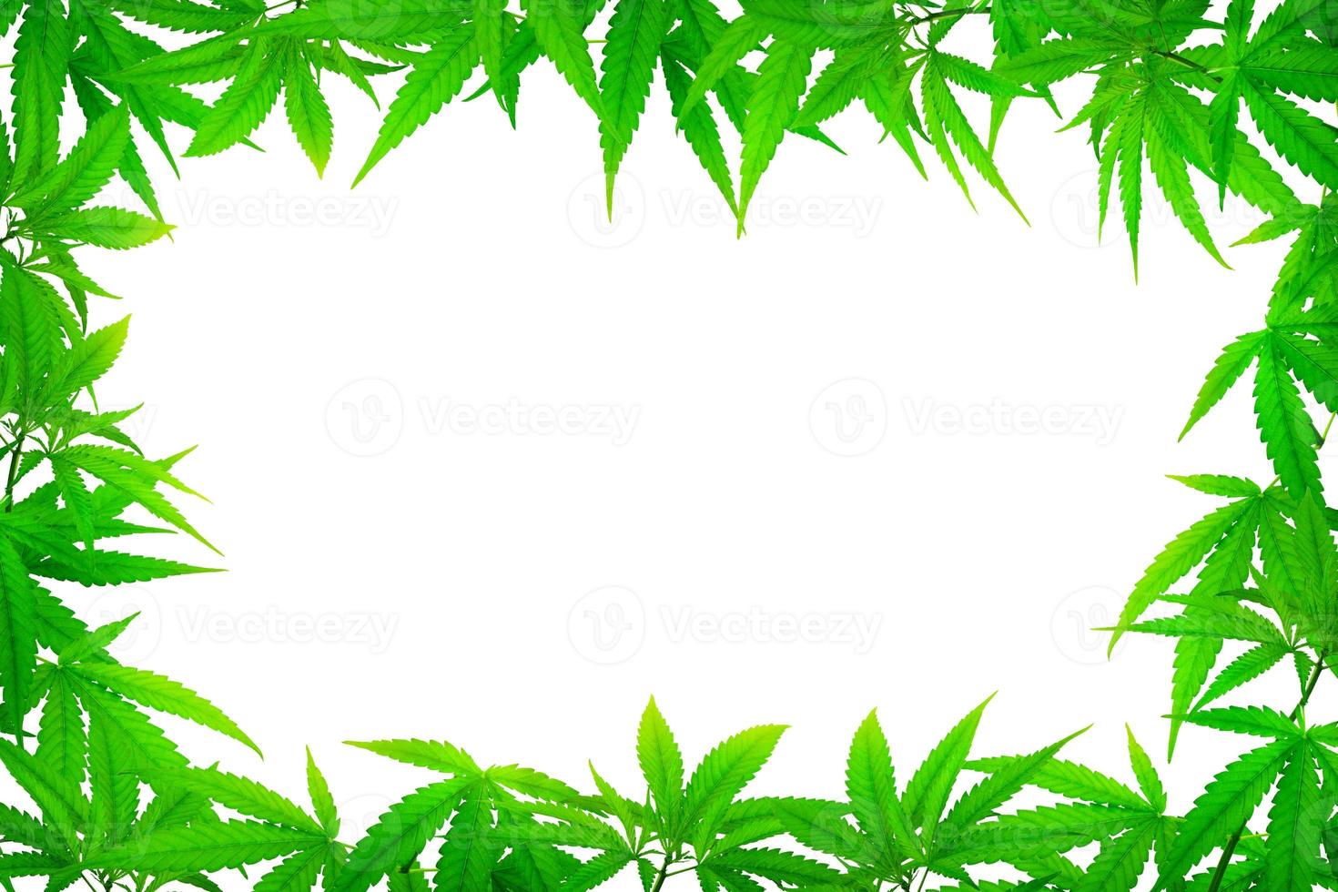 Green cannabis leaf frame with a working copy space in the center. photo