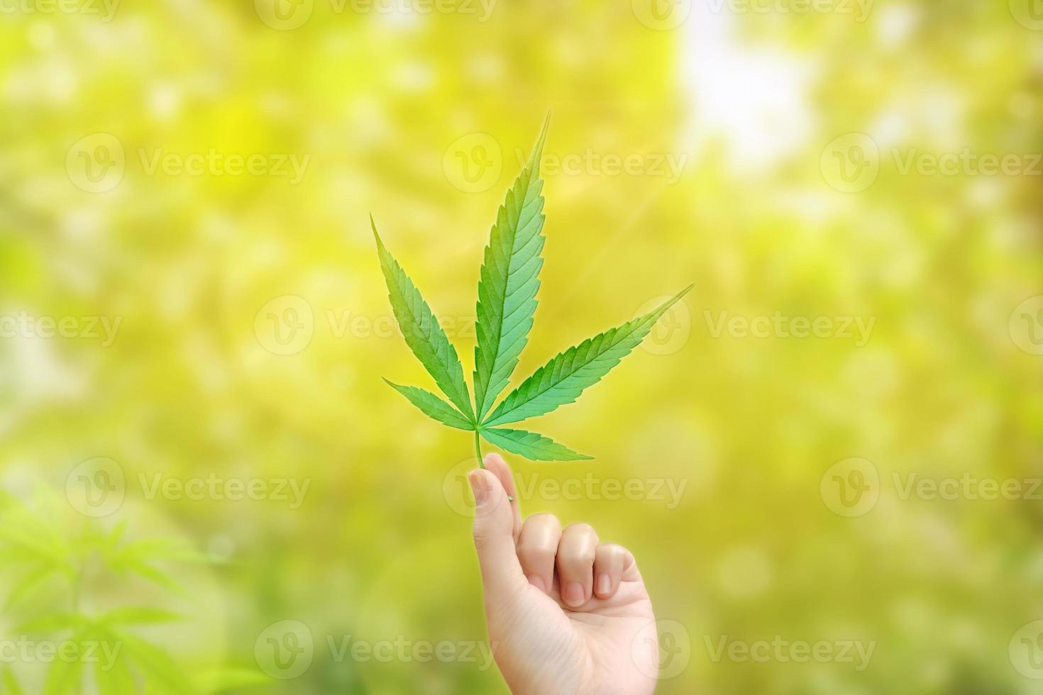 One hand holds a cannabis leaf on a blurred green background. Marijuana leaves. Medical marijuana. photo