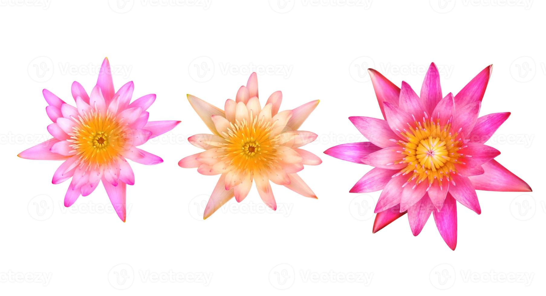 beautiful pink lotus or lotus flower isolated on white background photo