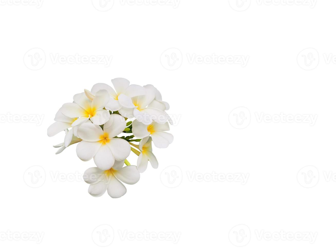 frangipani flowers isolated on a white background text input area photo