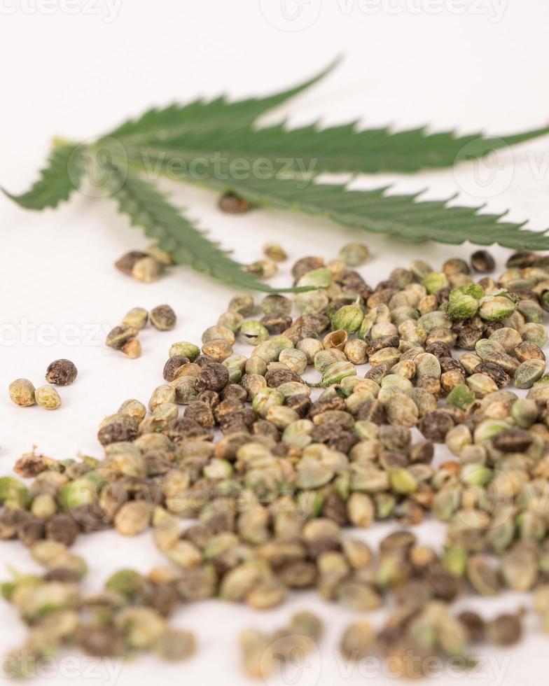 cannabis seeds closeup, hemp grain macro photo