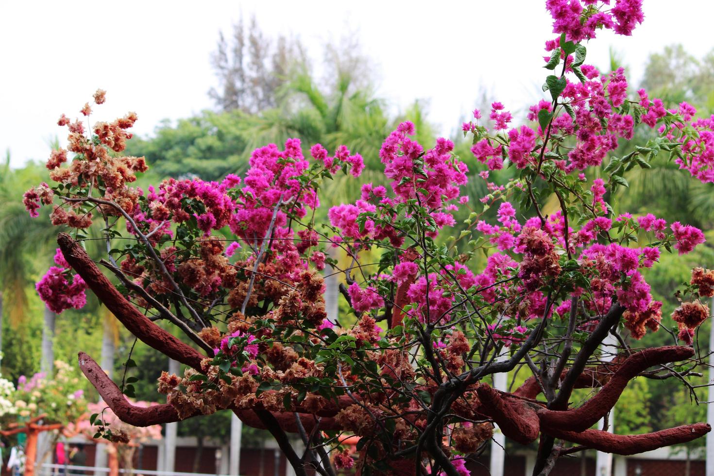 Pink and Orange Bougainvillea Flowers. photo
