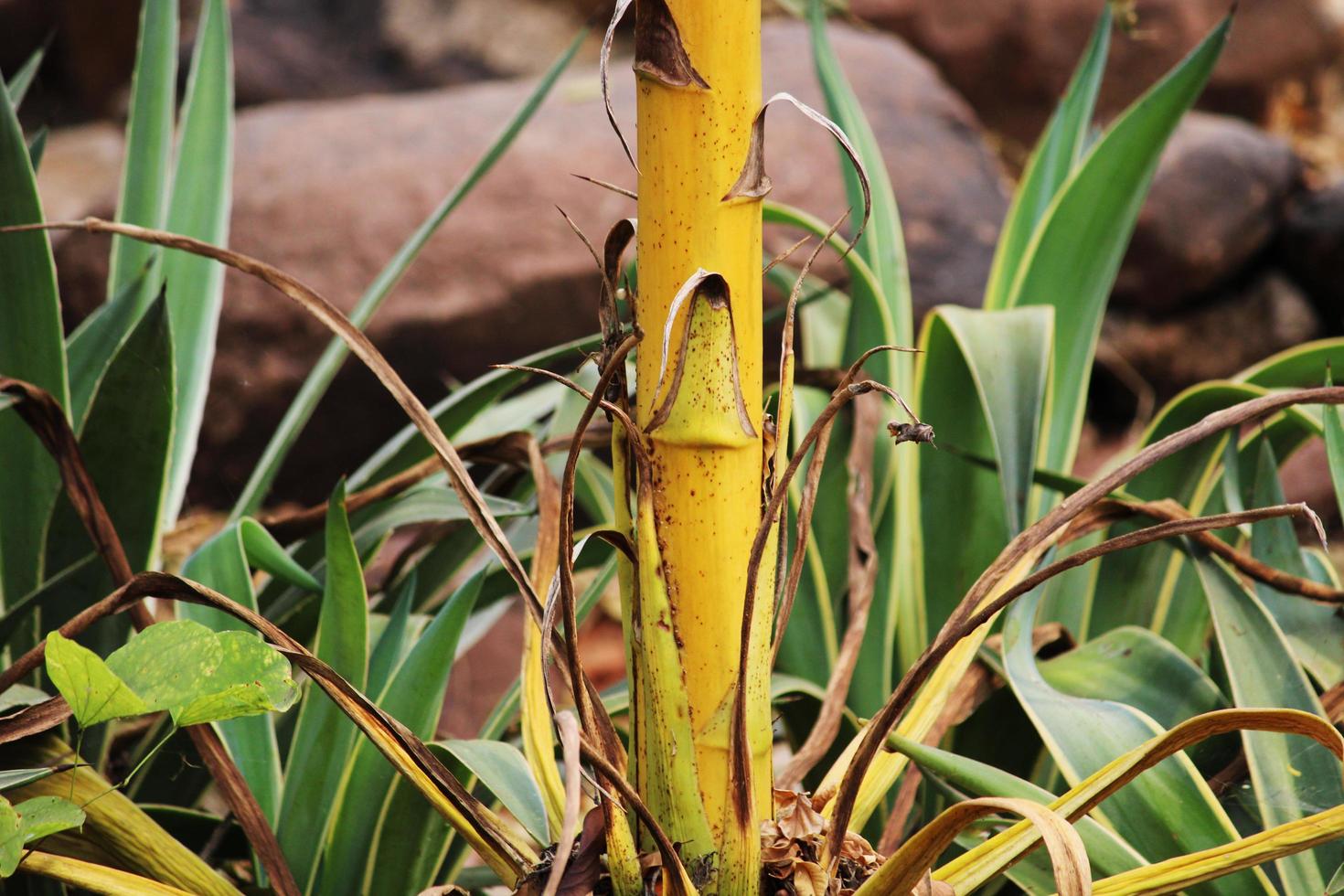 wild-tree-stem-11830653-stock-photo-at-vecteezy