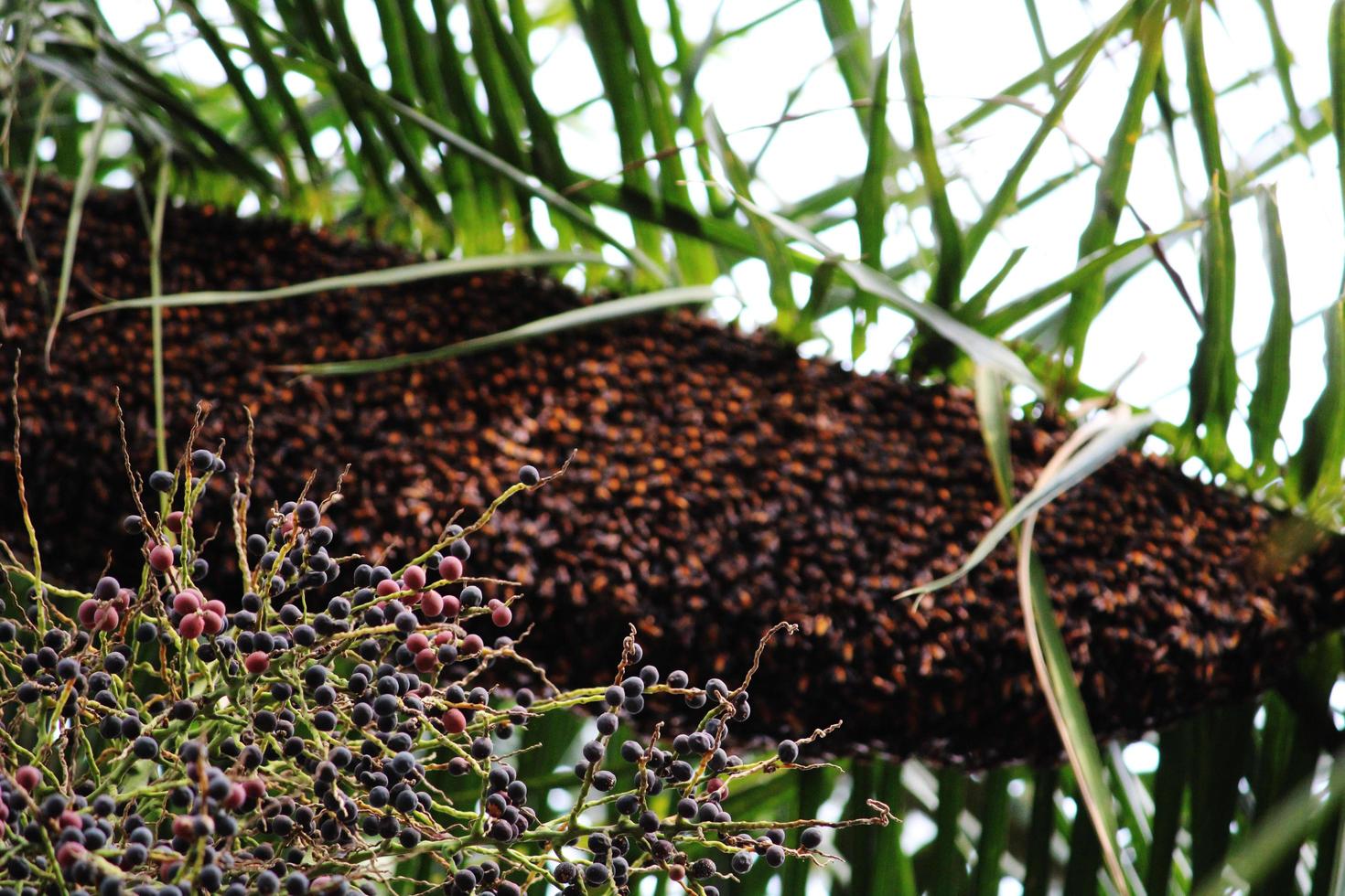 frutos de palma real y colmena cuelgan del árbol. foto