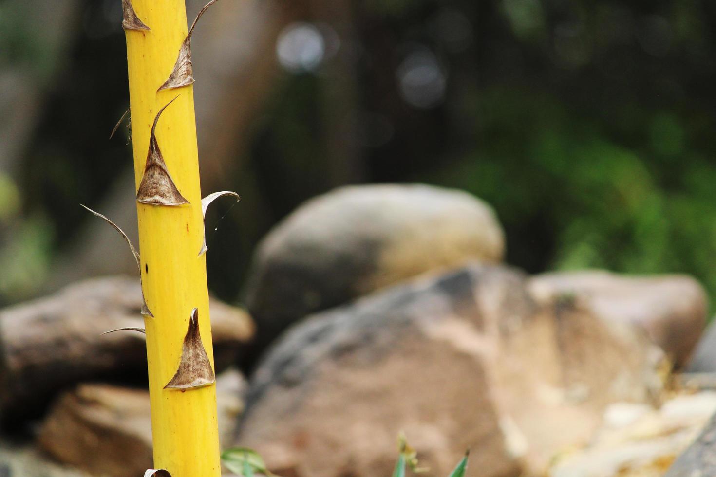 tallo de árbol salvaje con espacio de copia. foto