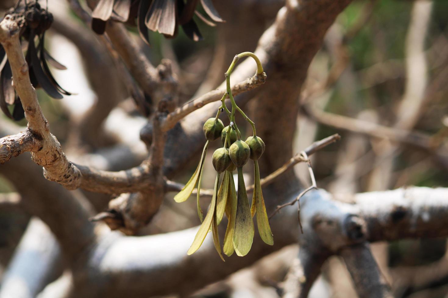 Wild Nuts are Hanging on the Tree. photo