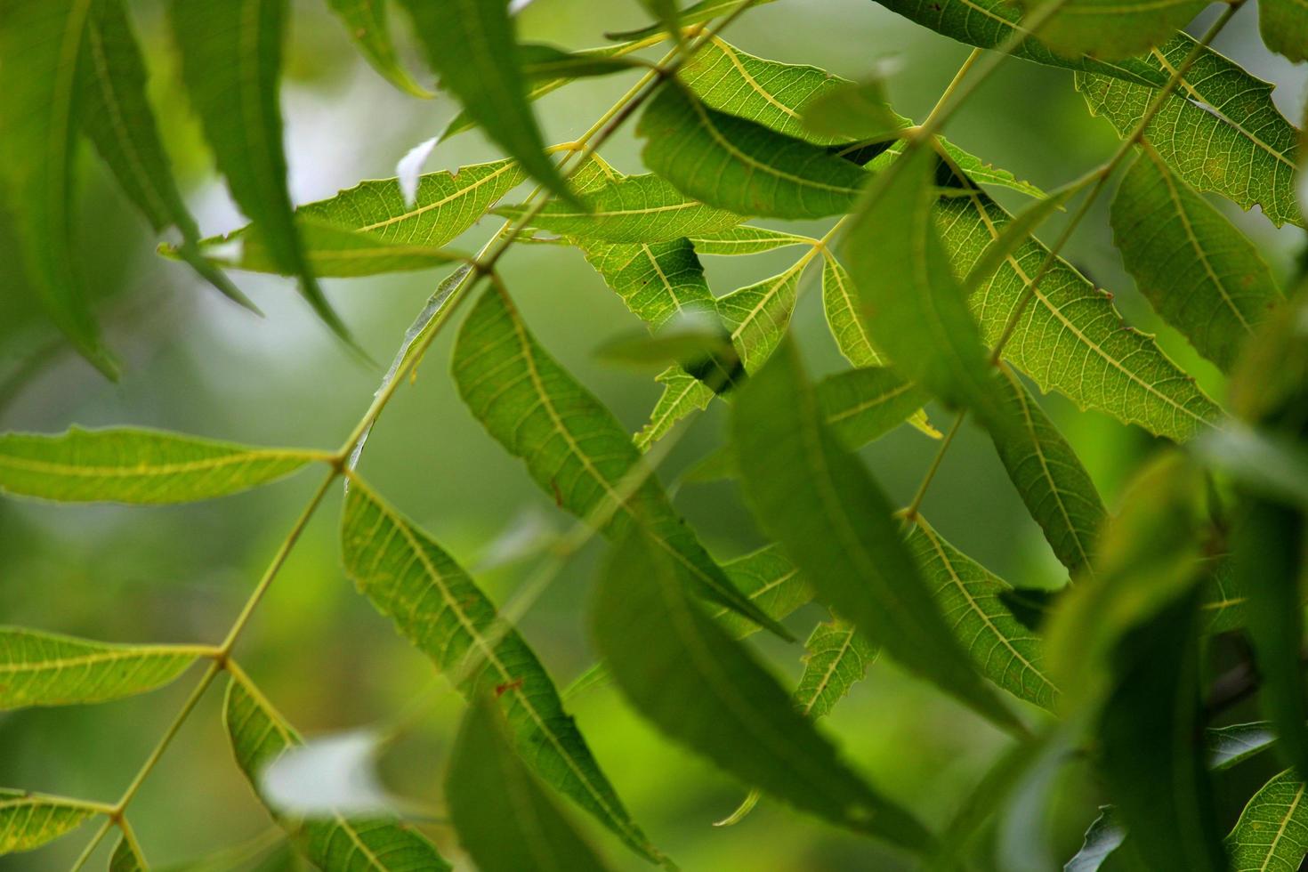 Neem leaves, Vijayapura, Karnataka. photo