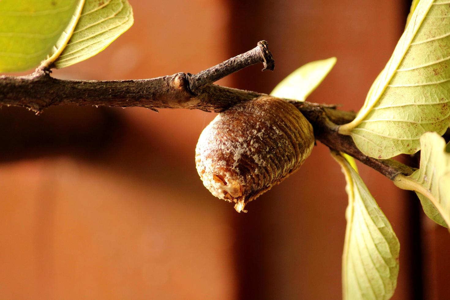 Praying Mantis Ootheca in Common Guava Tree, Bagalkot, Karnataka. photo