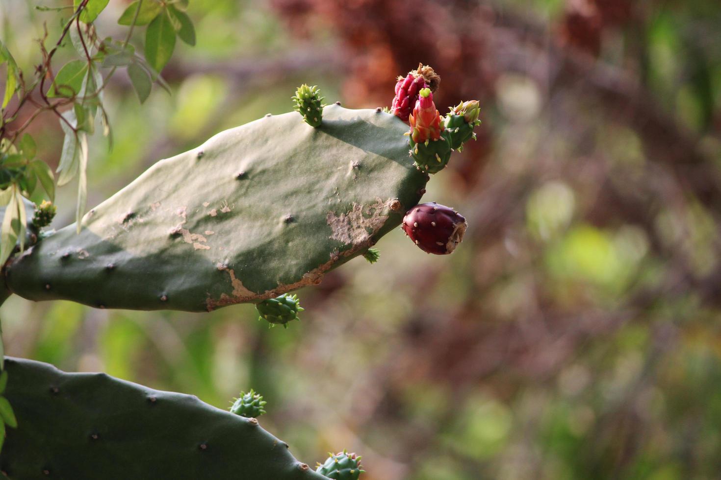 Prickly Pear Cactus Plant. photo