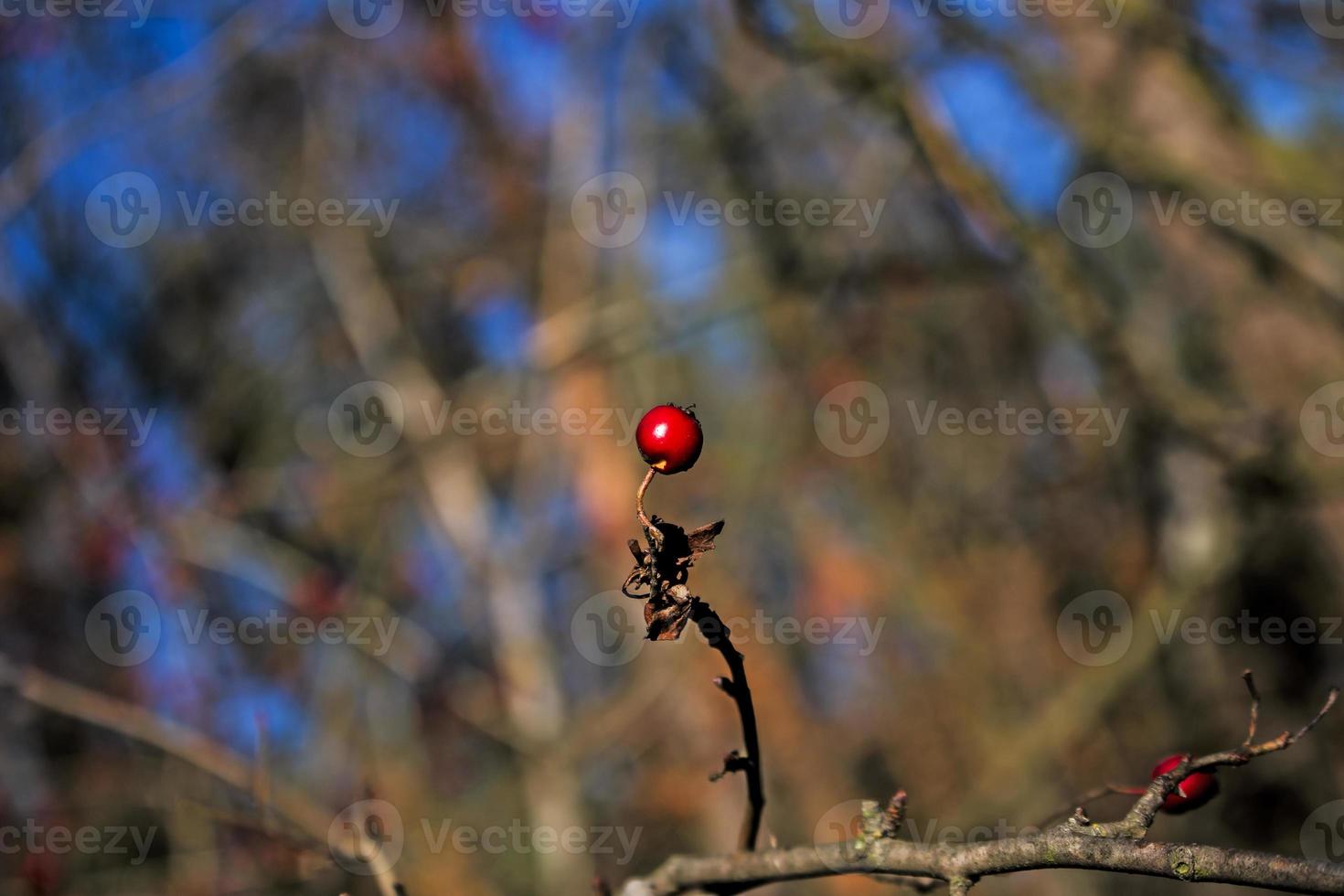 Dried rose hip berries on a branch blurred background photo