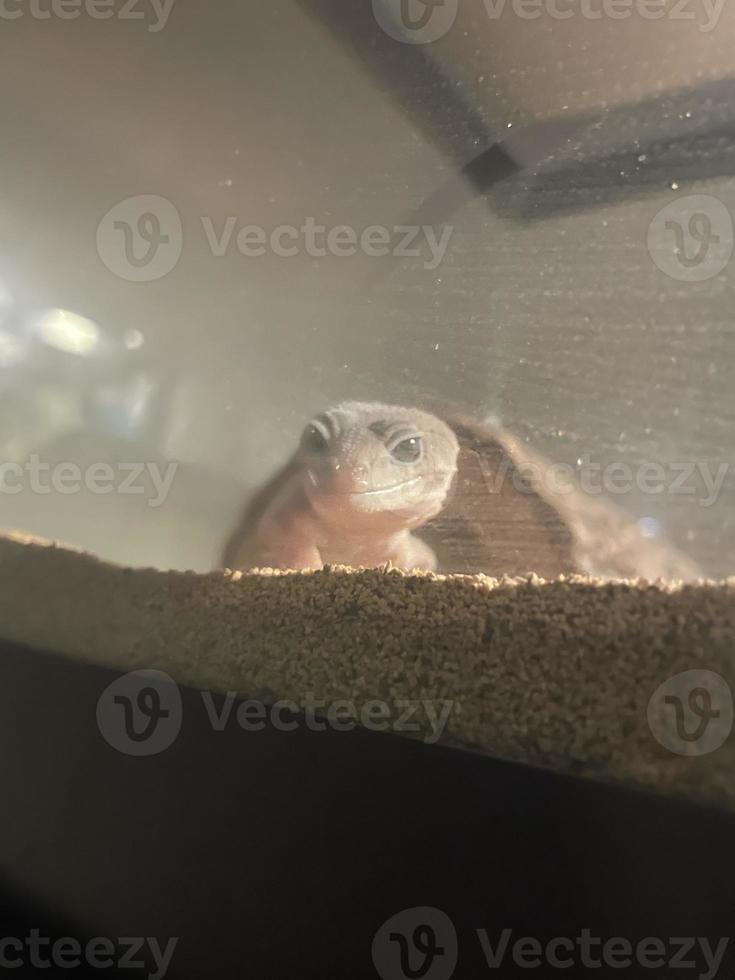 Leopard Gecko Three photo