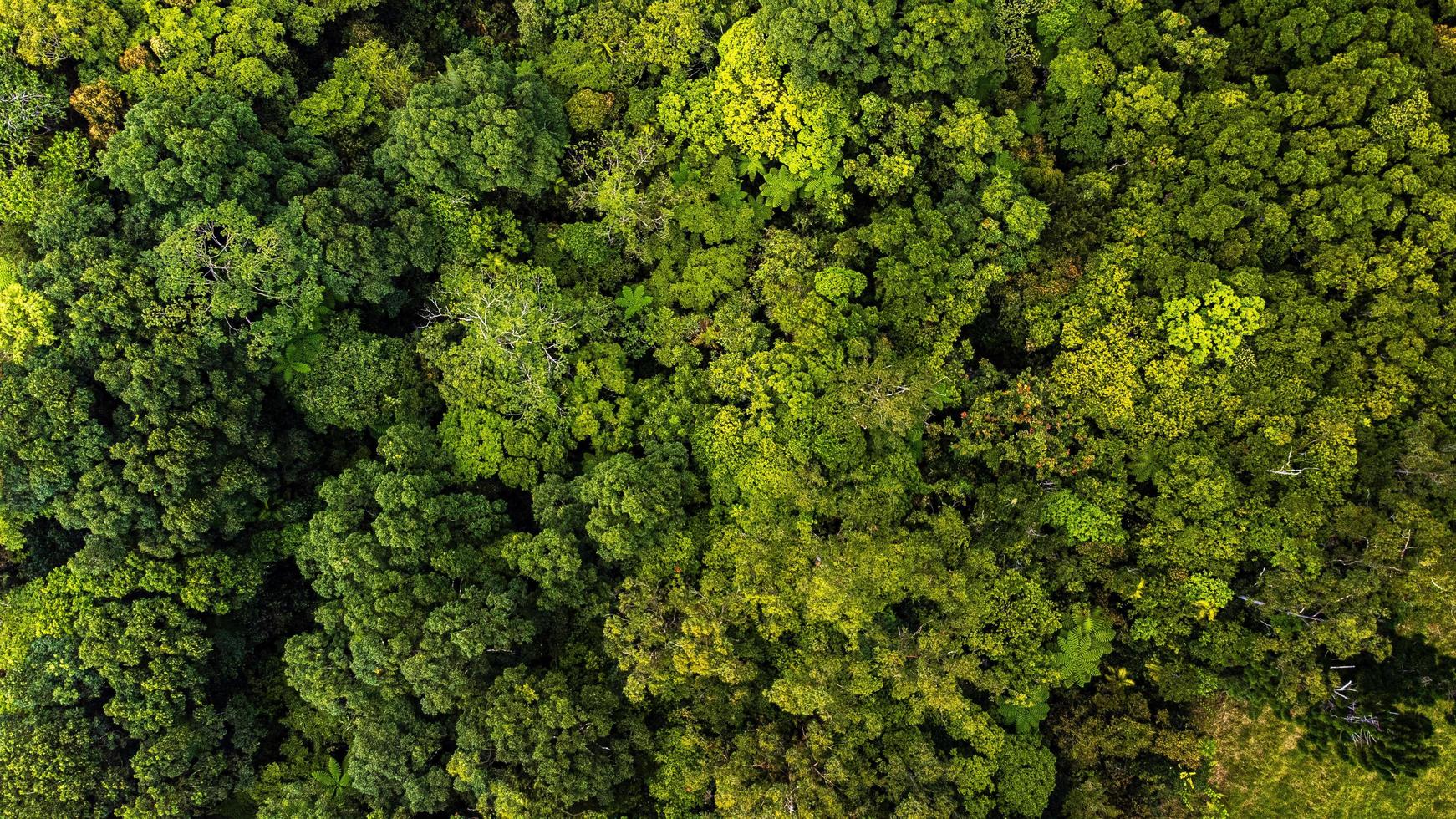 Aerial shot of a rainforest photo