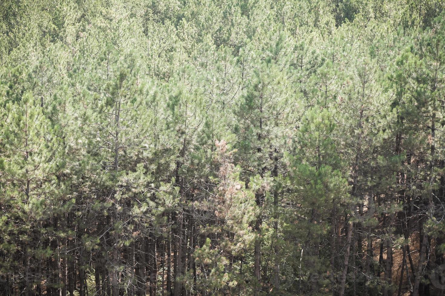 Beautiful pine tree forest photo