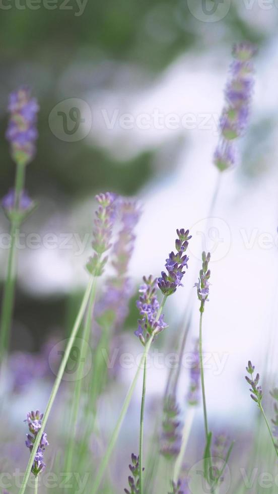 Lavender fields bloom in Hokkaido Japan for relaxing in summer or spring. photo