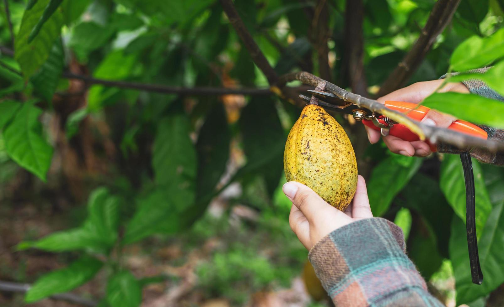 Close-up hands of a cocoa farmer use pruning shears to cut the cocoa pods or fruit ripe yellow cacao from the cacao tree. Harvest the agricultural cocoa business produces. photo