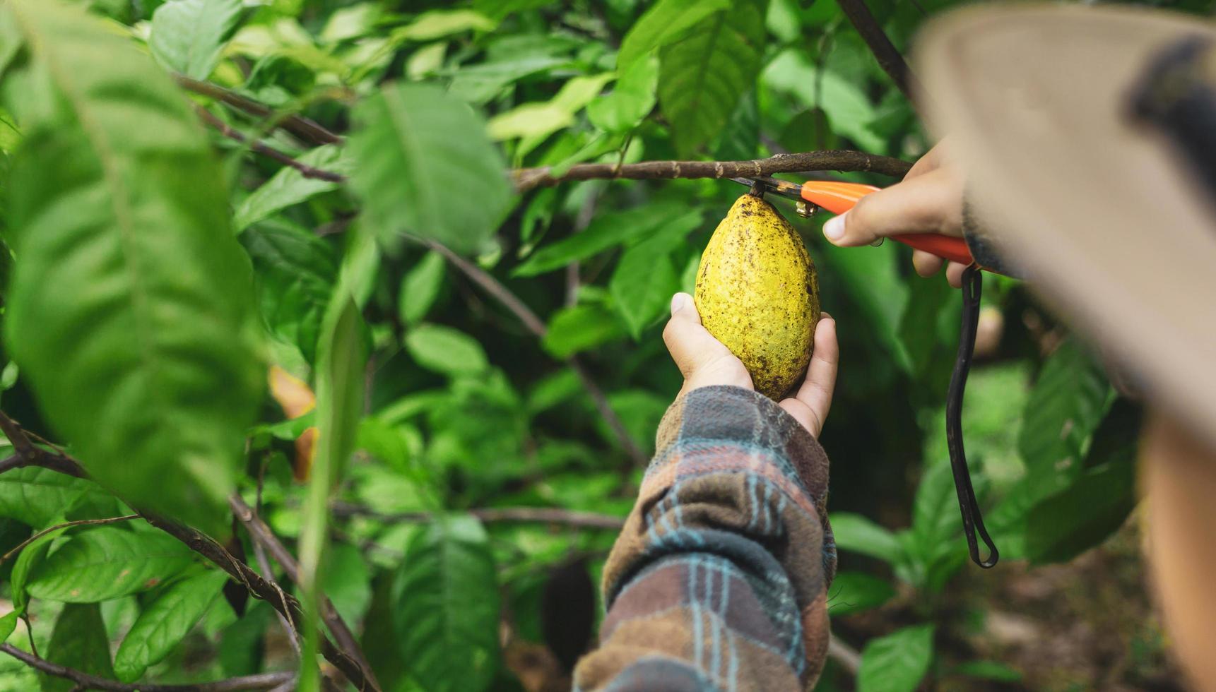 Close-up hands of a cocoa farmer use pruning shears to cut the cocoa pods or fruit ripe yellow cacao from the cacao tree. Harvest the agricultural cocoa business produces. photo